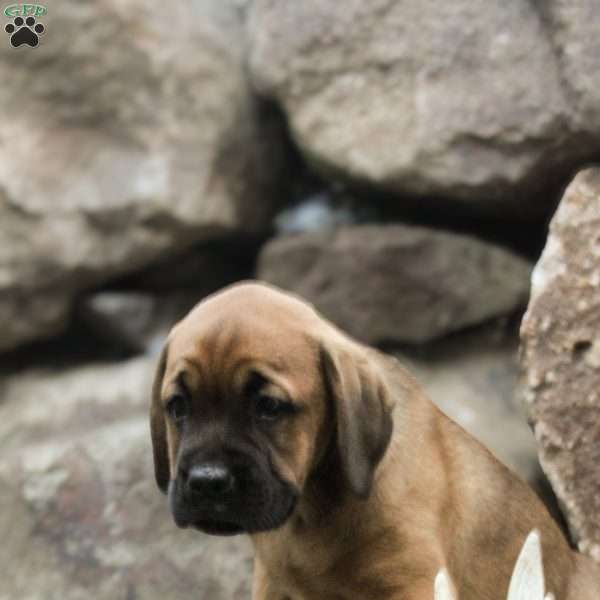 Bridget, Boxador Puppy